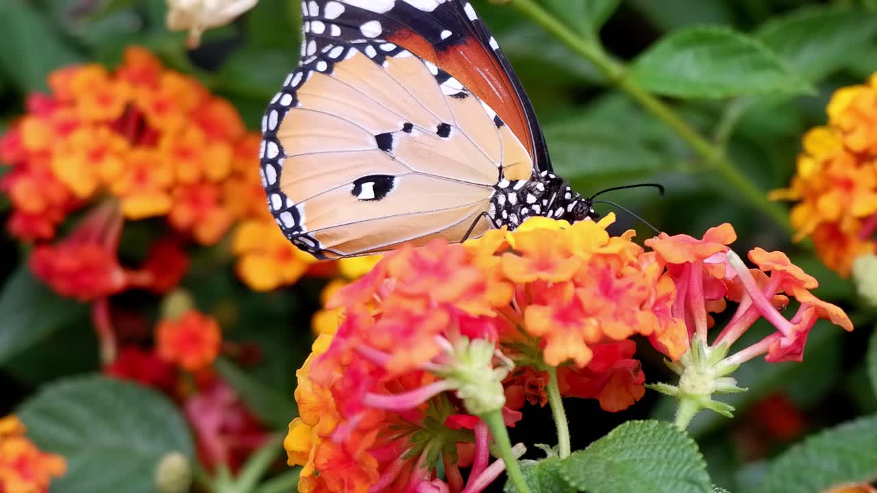 A butterfly delicately perched on colorful lantana flowers, showcasing its striking orange and black wings.
