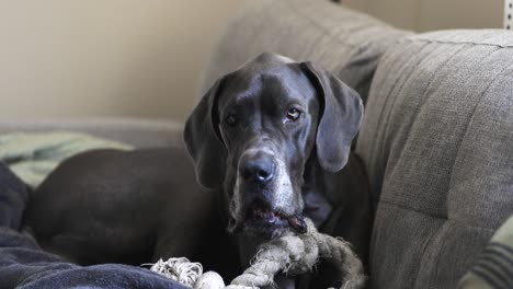 gran danés azul hembra comiendo un regalo para perros en el sofá