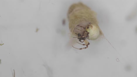 closeup of a metepeira spider wrapping a prey in front of her lair