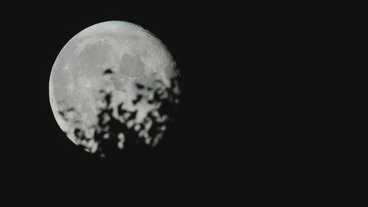 Lua de verão através de galhos e folhas com insetos voadores em movimento natural