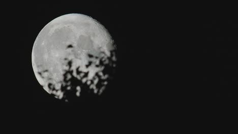 luna de verano a través de ramas y hojas con movimiento natural de insectos voladores