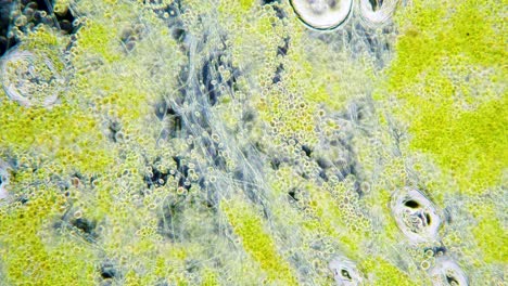 Movimiento-De-Cianobacterias-Y-Algas-Verdes-Bajo-El-Microscopio