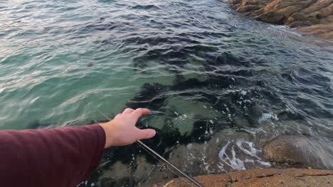 a point of view show showing a man catch a parrot fish off some rocks in gippsland victoria