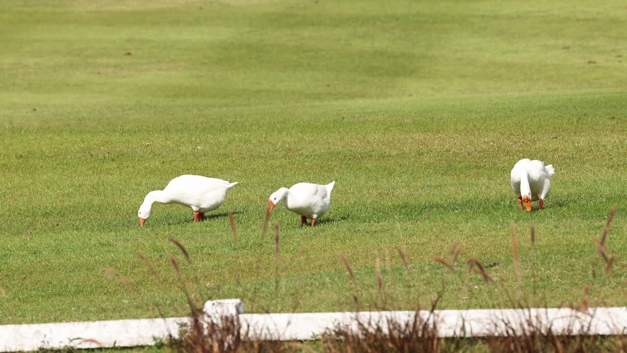 색 이비스는 잔디에서 먹이를 찾고 있습니다.