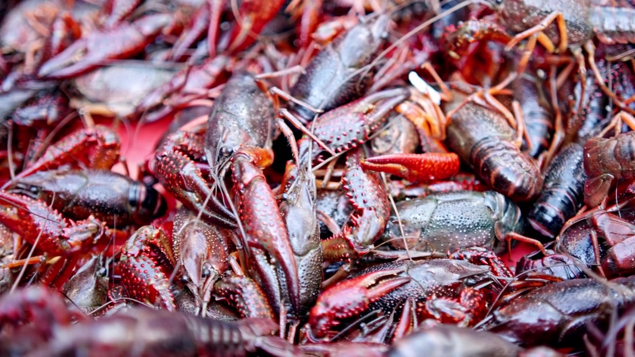 A lively cluster of crawfish fills a market bin, showcasing their vibrant colors and textures. Ideal for culinary or cultural content related to seafood markets.