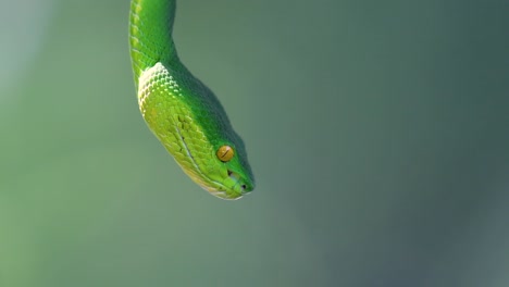 la víbora de labios blancos es una víbora venenosa endémica del sudeste asiático y a menudo se encuentra durante la noche esperando en una rama o rama de un árbol cerca de un cuerpo de agua con muchos alimentos
