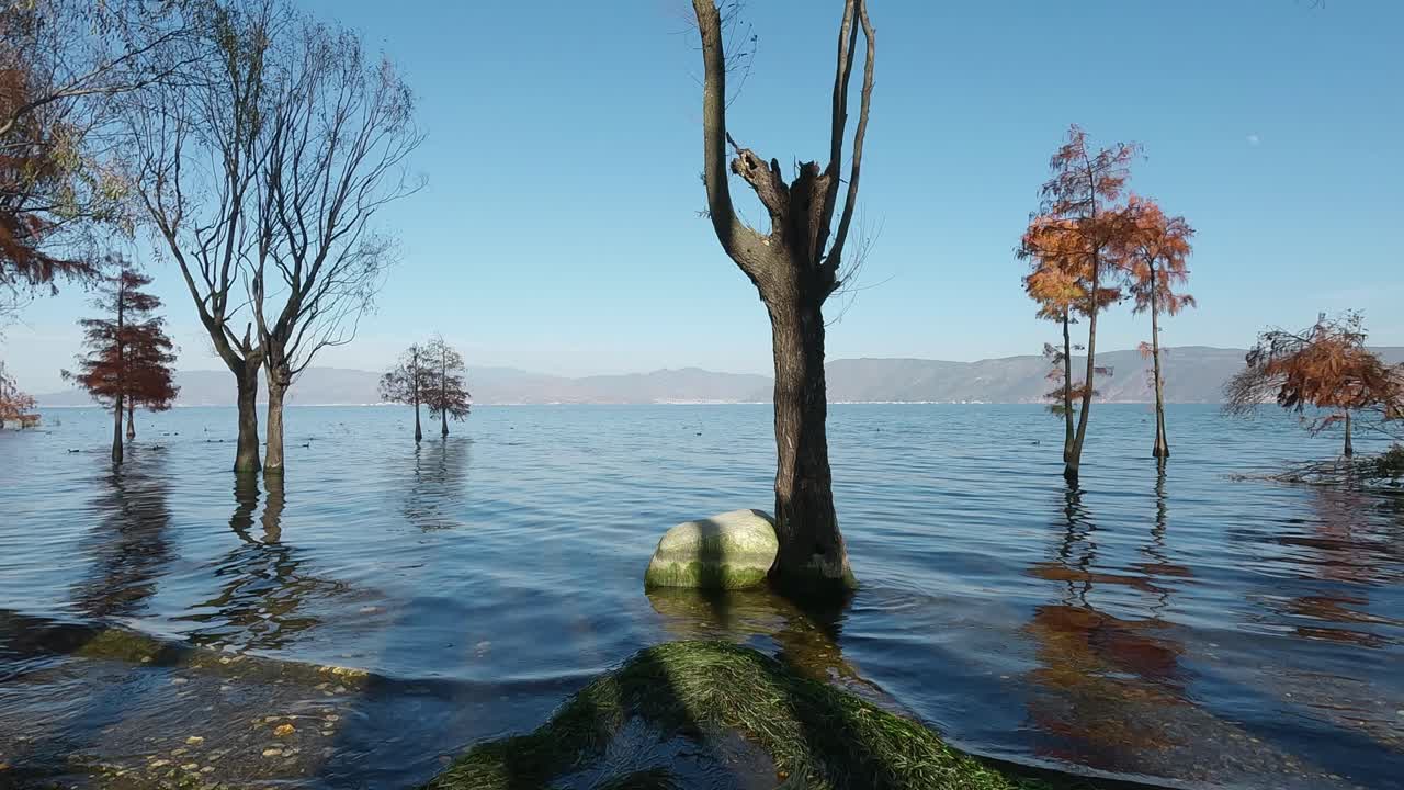 Árvores de outono nuas elevam-se de um lago calmo com ondulações suaves e montanhas distantes, criando uma paisagem natural tranquila e atmosférica