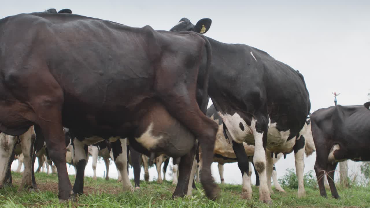 Mucche magre in un campo.