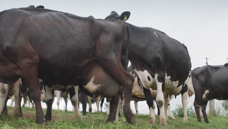 Magere-Kühe-Auf-Einem-Feld