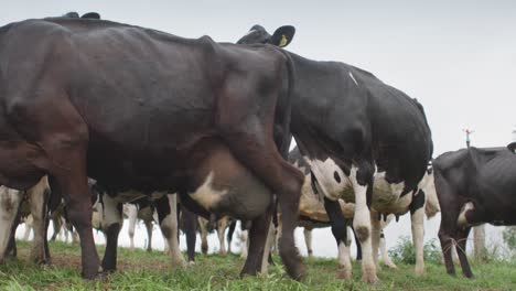 skinny cows in a field