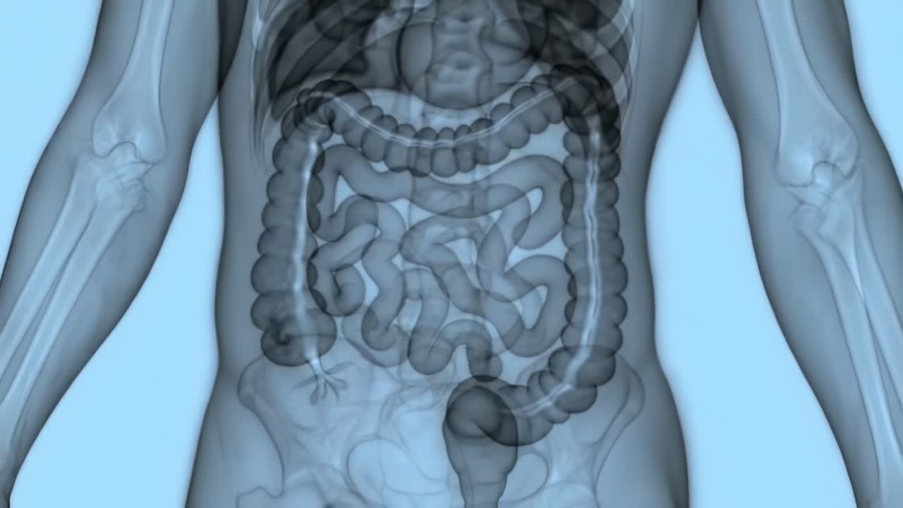 This animation showcases the intricate structures of the human digestive system, highlighting organs such as the stomach, intestines, and more, in an engaging and informative way.