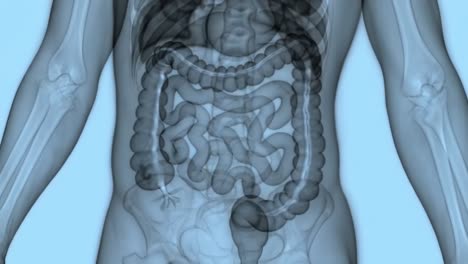this animation showcases the intricate structures of the human digestive system, highlighting organs such as the stomach, intestines, and more, in an engaging and informative way.
