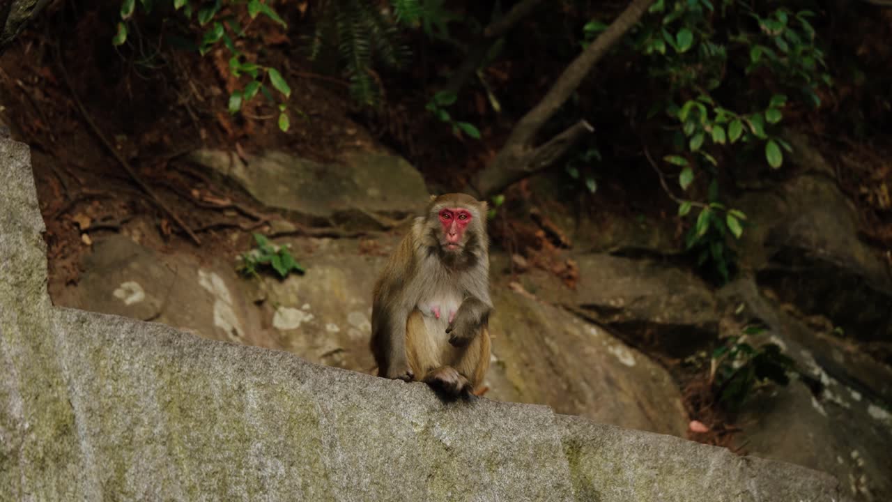 A Tibetan macaque (Macaca thibetana) with a red face sits calmly on a stone ledge in the forest of Zhangjiajie, China.