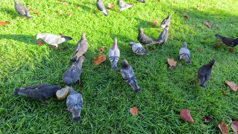 pigeons gather around bread on grassy area