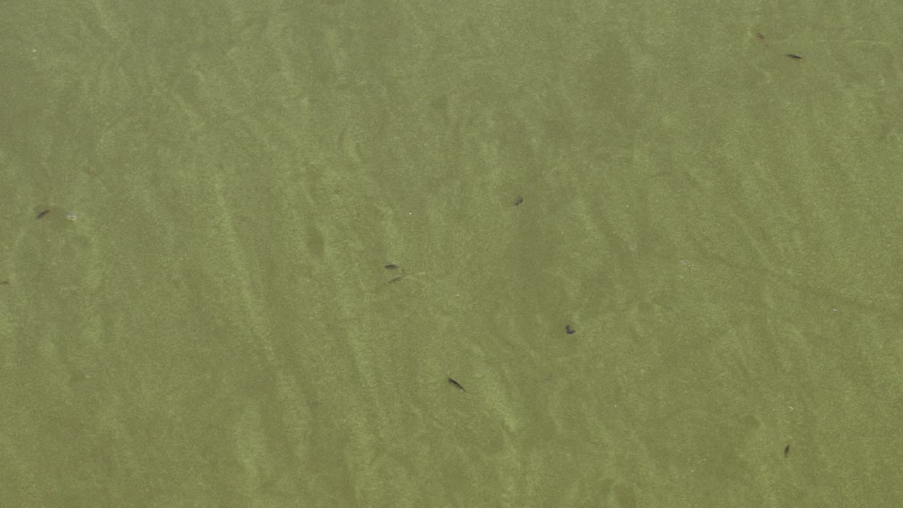 Nature pattern: Tiny amphipods feed on flowing algae bloom in water