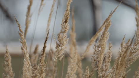 Dry-grass-ears,-their-unique-patterns-and-textures-revealed-in-a-close-up-shot-against-a-soft,-blurry-background