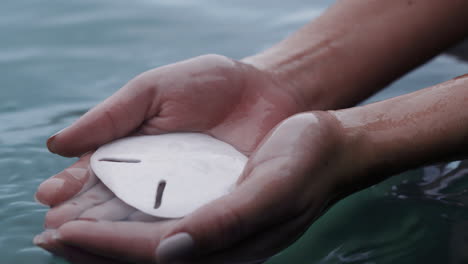 close-up-woman-hands-holding-seashell-taking-shell-out-of-ocean-water