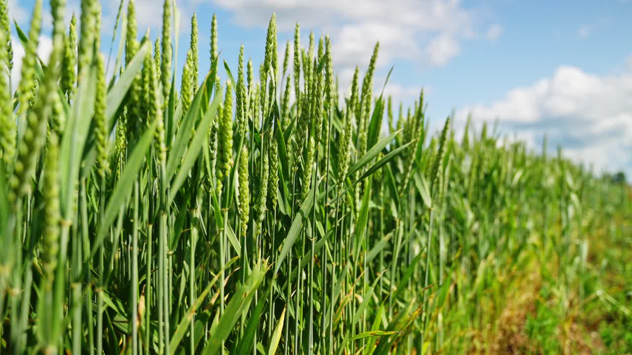Close-up macro of wheat stalk in early growth phase, rich green and healthy