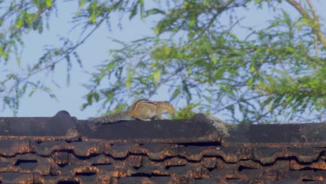 Eichhörnchen-Läuft-Blau-Auf-Dem-Dach