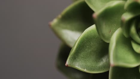 Micro-video-of-close-up-of-green-cactus-plant-with-copy-space-on-grey-background