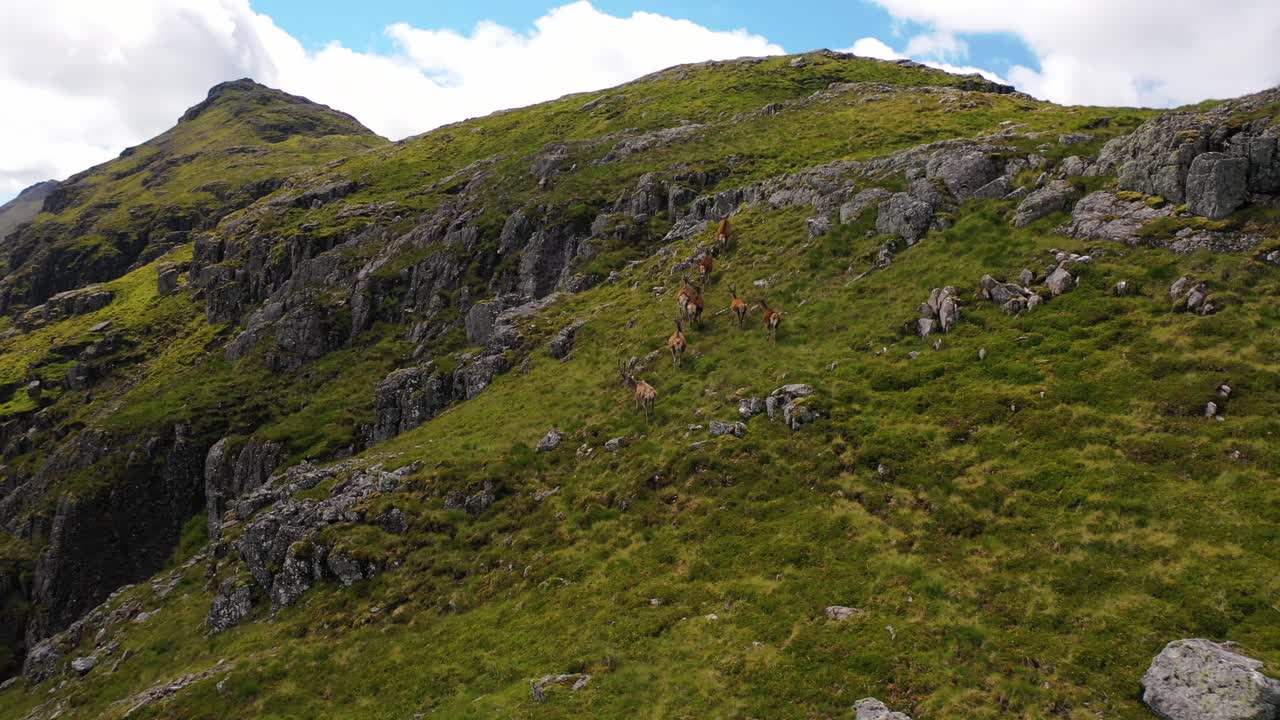 Un branco di cervi rossi maschi che corrono sulle montagne scozzesi nelle Highlands della Scozia