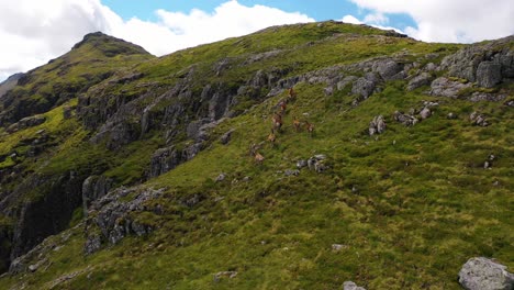 Eine-Herde-Rothirsche-Rennt-Die-Schottischen-Berge-Im-Schottischen-Hochland-Hinauf