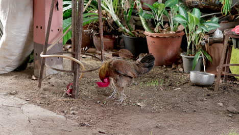 Pollo-Gallo-En-La-Granja