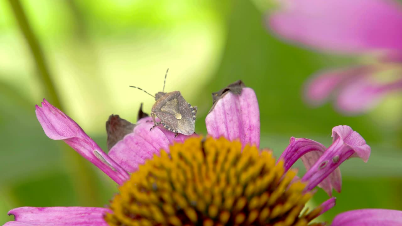 보라색 옥수수 식물 꼭대기에 있는 벌레