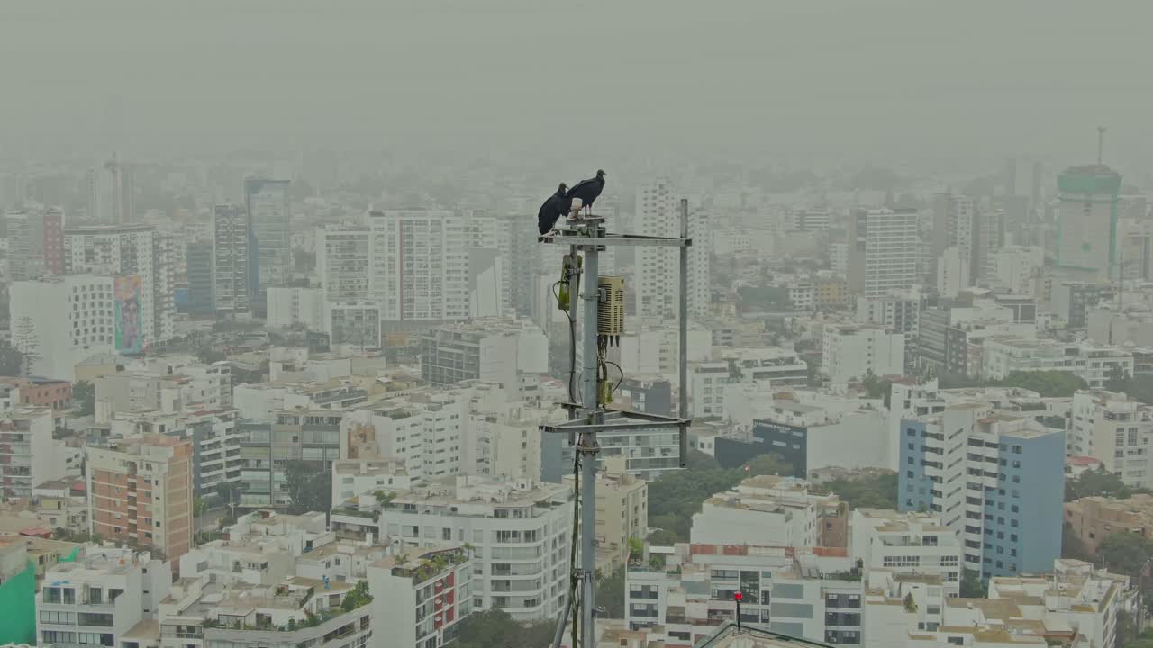 Black Vultures Above Lima in Stunning Drone View With Sky and Sea