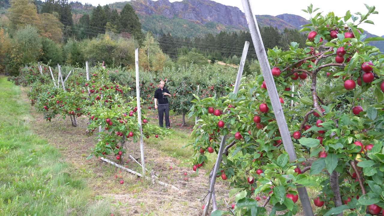 un granjero europeo caminando entre árboles frutales inspeccionando su cosecha, estático con manzanas rojas maduras listas para la cosecha en hardanger, noruega.