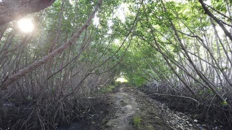 Pathwalk-Through-a-Mangrove-Forest-with-Sunlight-Coming-Through,-Beautiful-Natural-Landscape-in-Bali-Indonesia,-Sanur-Denpasar