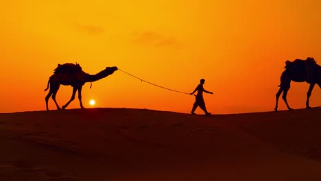 cameleers, camel drivers at sunset. thar desert on sunset jaisalmer, rajasthan, india.
