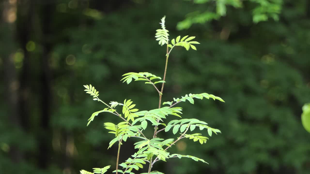 작은 밤나무 옆 워블러, 세토파가 펜실바니카는 묘목에 앉아 화창한 날 아름다운 삼림 환경에 맞서 날아갑니다