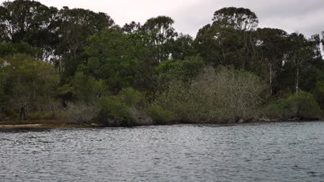 Vista-De-árboles-Y-Manglares-A-Lo-Largo-Del-Río-Tweed,-En-El-Norte-De-Nueva-Gales-Del-Sur,-Australia