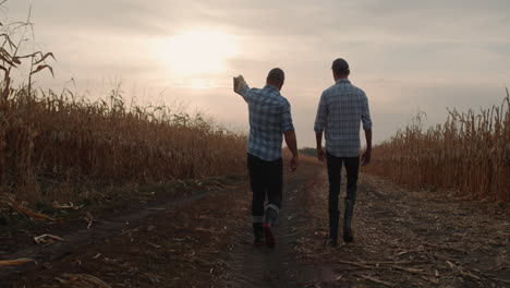 two farmers walk along the road between the fields of ripe corn at sunset