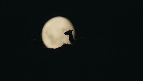 guanaco laying in front of moon