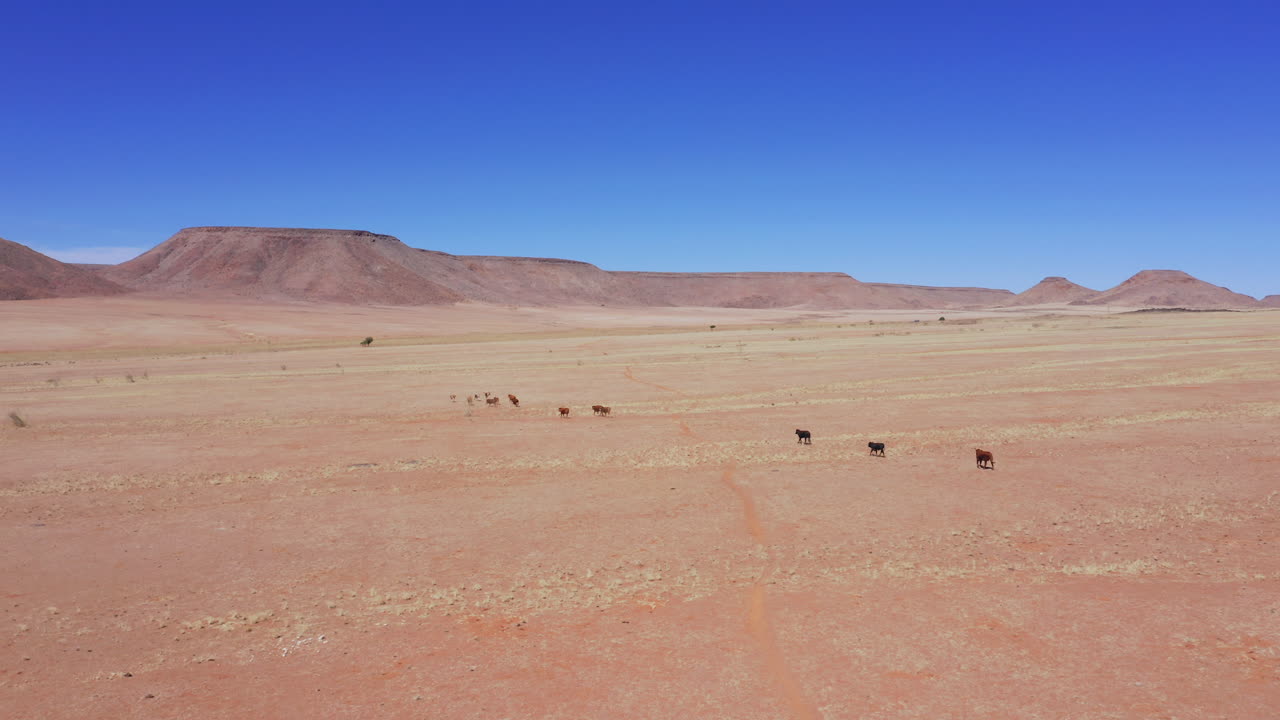 Aerial: Panoramic drone shot of a small herd of brown cows running in Namib desert