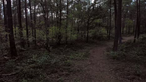 flying over trailhead in a dark and moody forest with tall trees all around