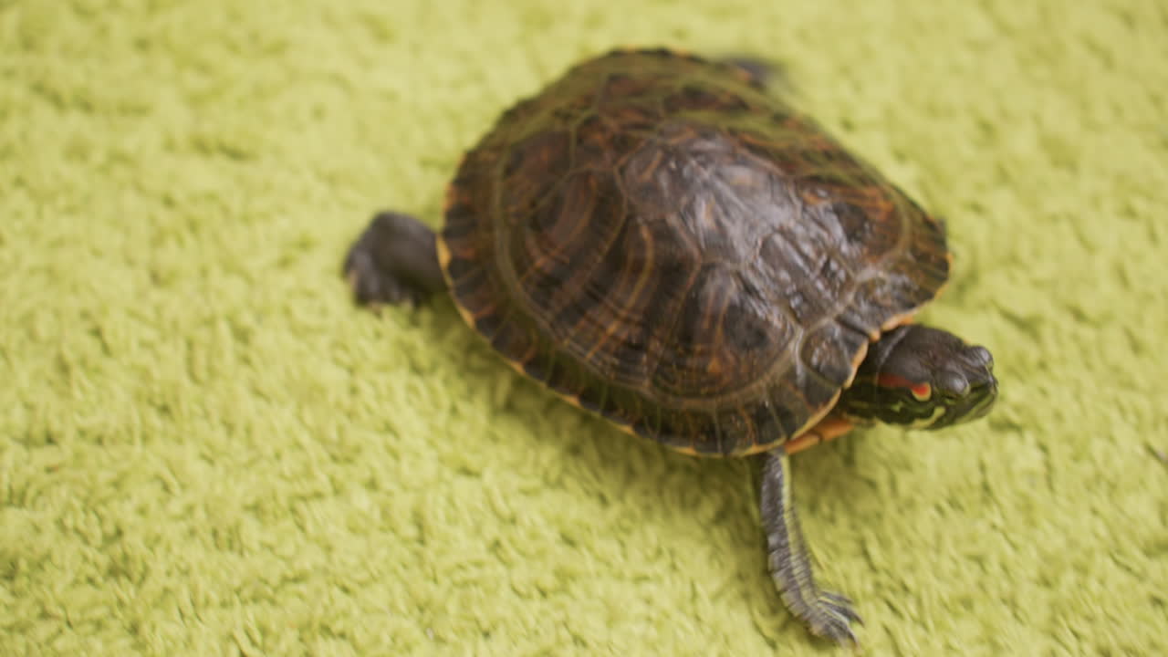 Close up of tortoise walking steadily across green rug moving toward tiled floor, lifting head with cautious expression, showing natural reptile behaviour in indoor environment