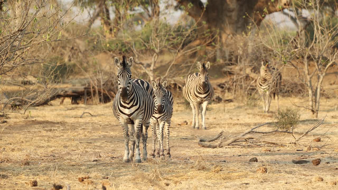 Wide shot of for plains zebra standing in a line before the one zebra in front walks out the frame, Mapungupwe National park.