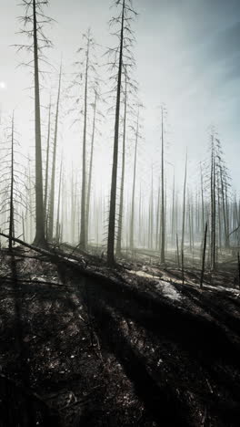 burned forest aftermath