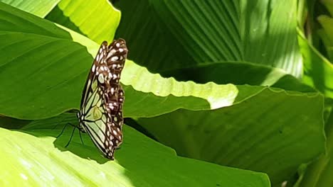 Ein-Monarchfalter,-Wissenschaftlicher-Name-Danaus-Plexippus,-Sonnt-Sich-Auf-Einem-Bananenblatt-In-Dalumpinas,-Philippinen