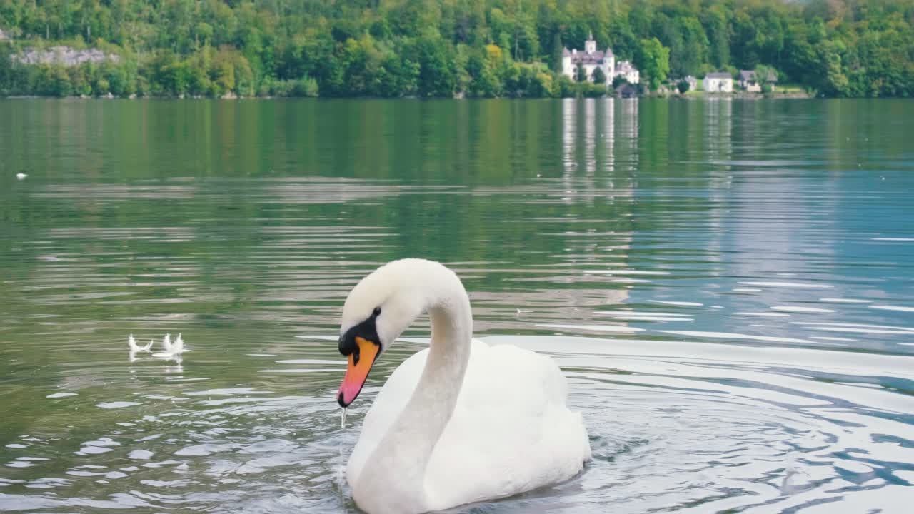 hermoso cisne agita las alas y nada en el lago con agua verde bajo el paisaje de la luz del sol