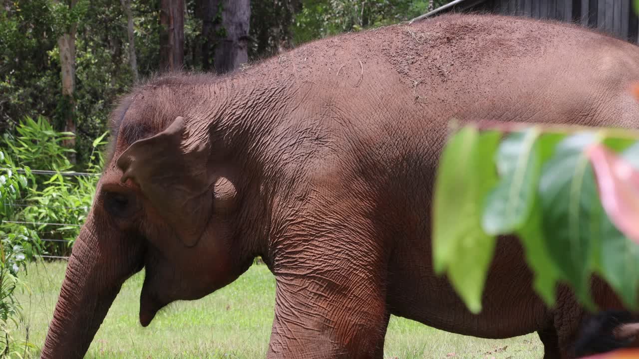 elefante caminando a través de la vegetación exuberante en el zoológico