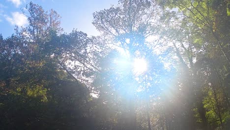 slow motion sun flare through trees with blue