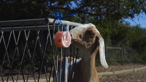 Una-Cabra-Rescatada-Lame-Una-Sal-En-Un-Santuario-De-Animales