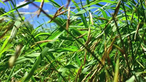 peeking out from tall grasses in a meadow at the farm during summer