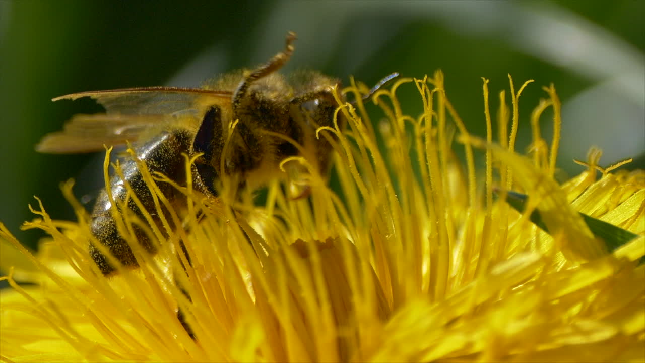 macro primer plano de la abeja salvaje loca sentada en el diente de león amarillo durante el proceso de polinización y volando lejos - tiro en cámara lenta