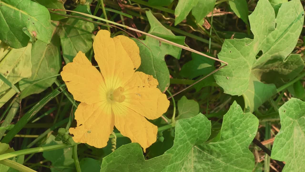 Top view of the yellow flower of Luffa cylindrica, the sponge gourd plant, surrounded by fresh green leaves in natural sunlight, depicting vibrant rural flora and organic agricultural beauty