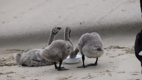 swan chicks follow parent on sandy beach